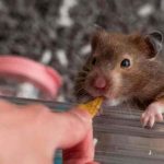 Benefits of Nitridex for Hamsters