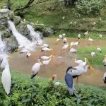 Exploring the Wonders of Nature: KL Bird Park