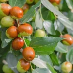 Learn More About the Jujube Tree, From Its Benefits to Its Risks